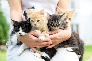 cats
