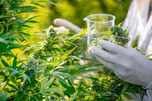 How To Get Medical Marijuana in Missouri