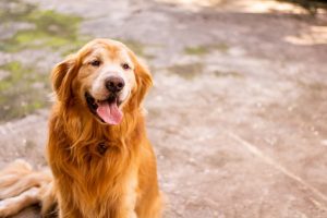 Dog Breed