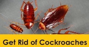 Get Rid Of Cockroaches