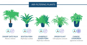 best plants for air filter