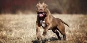 pitbull cap
