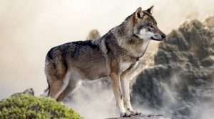 What Separates The Jay Wolfe Crime